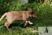 Welpen  24.05.2025 37